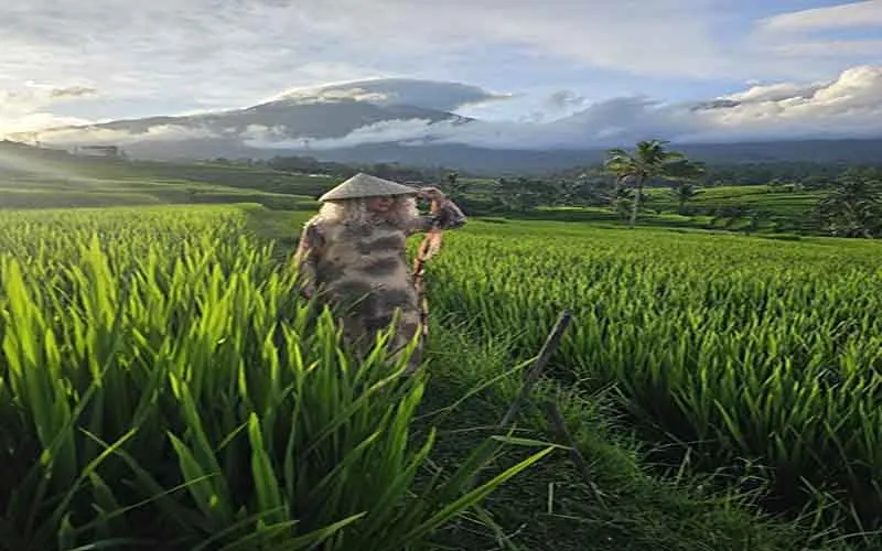 jatiluwih village